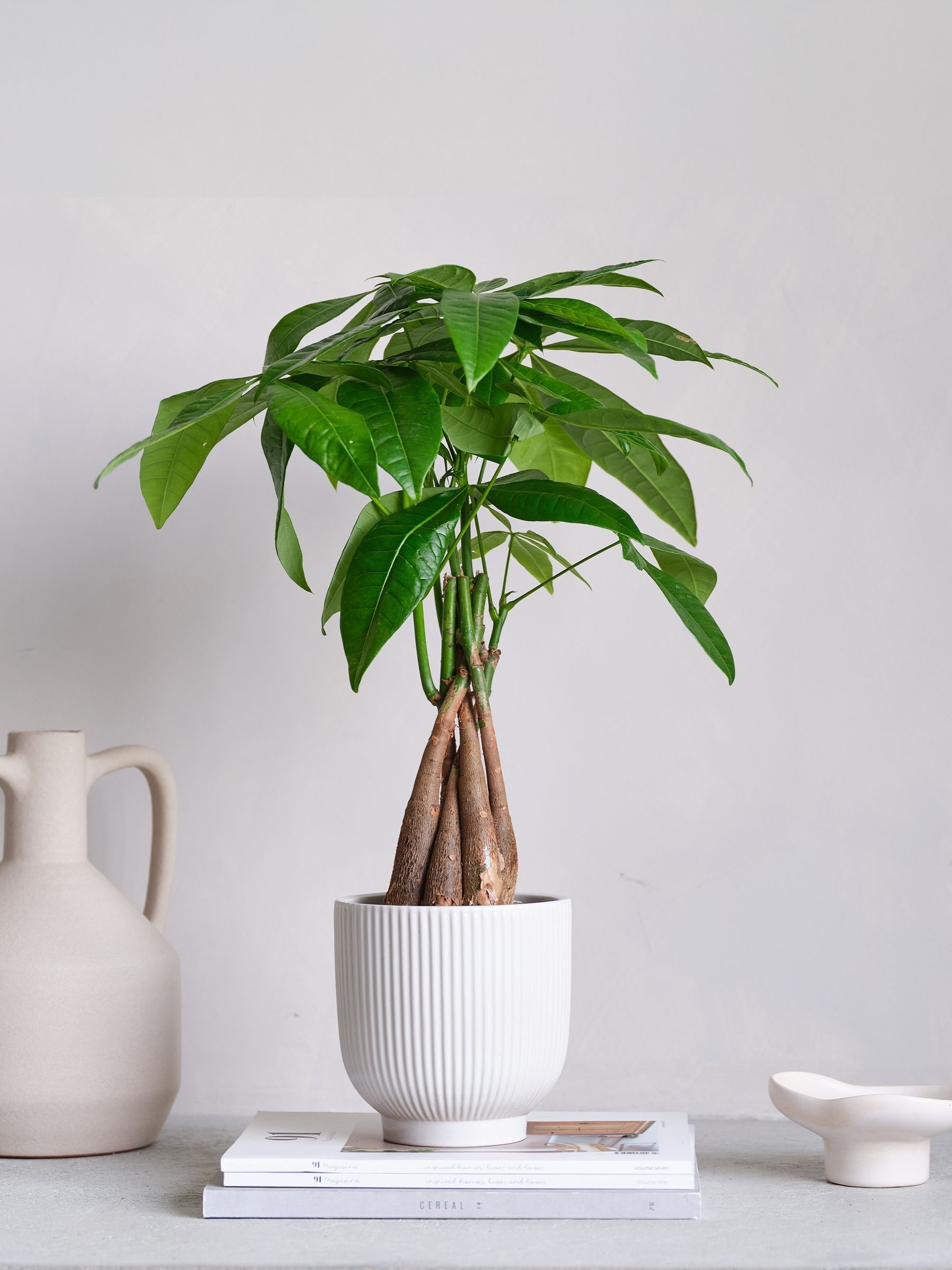 Beards & Daisies White Real Money Tree in Ribbed Pot