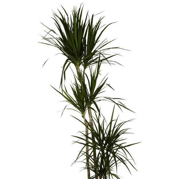 Drachenbaum, Dracaena marginata, im Kunststoff-Kulturtopf