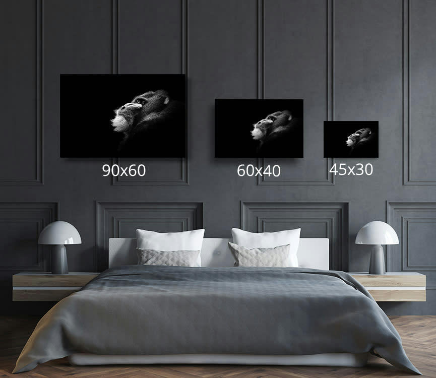 MANDRILL SONGEUR DE SON PASSÉ - Photographie d'art de Guillaume Mordacq  60x90 cm sur plexi