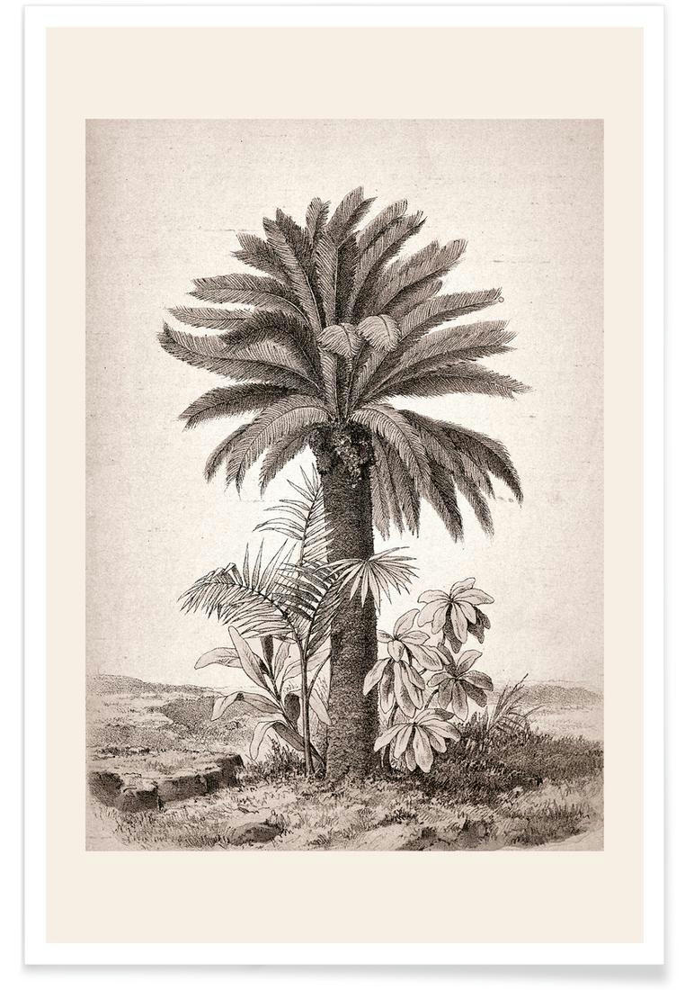 SAGO PALM - Affiche blanc ivoire & gris