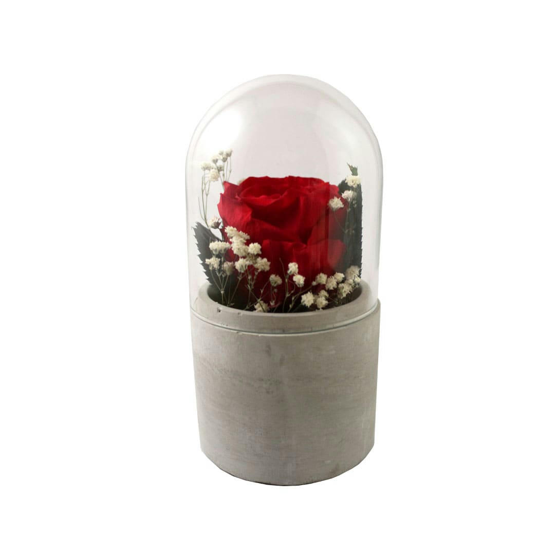 - Rose éternelle blanche sous cloche en verre H.16