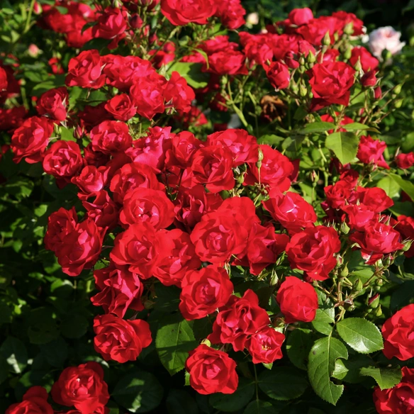 Beetrose-/Kleinstrauchrose, Rosa »Black Forest Rose®«, Blüte: rot, halbgefüllt