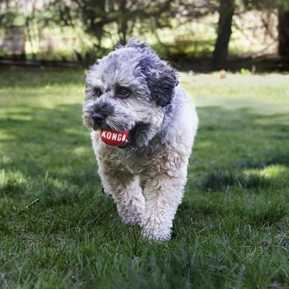 Hundespielzeug, mehrfarbig