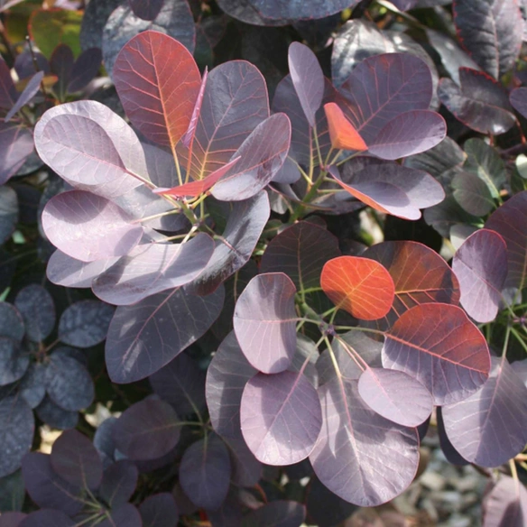 Roter Perückenstrauch, Cotinus coggygria »Royal Purple«, Blätter: violett, Blüten: braun