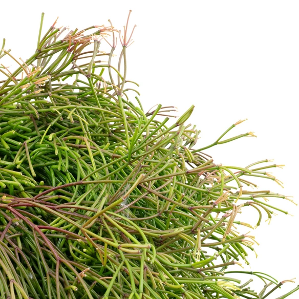 Korallenkaktus, Rhipsalis clavata »Easy Sweety«, mit Blüten, Farbe: weiß, Farbe Blatt: grün