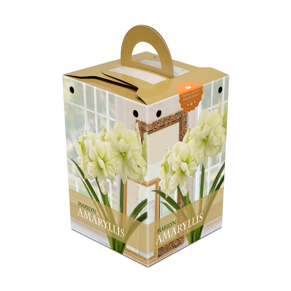 Bulbs Are Easy, Marilyn Amaryllis Bulbs, Ready to Plant for your Home Garden