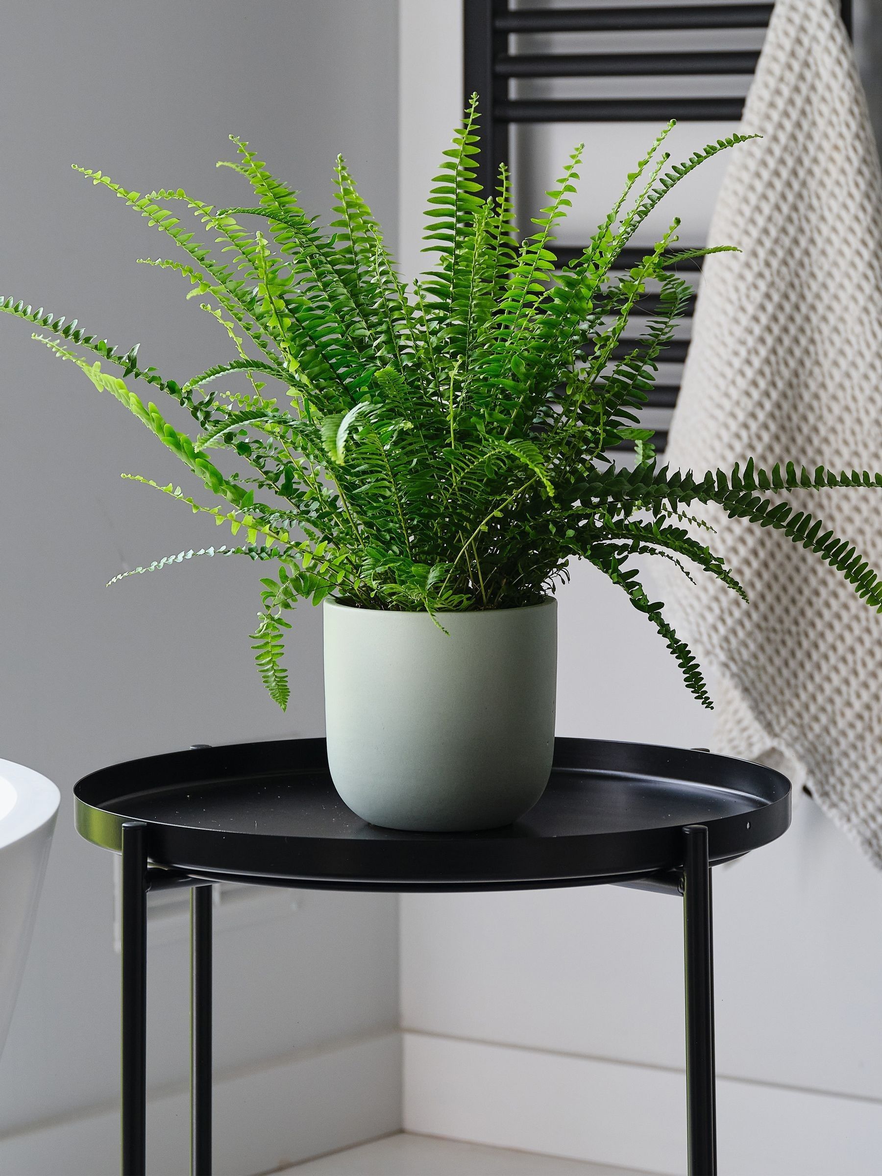 Beards & Daisies Pistachio Boston Fern & Real Boston Fern Plant in Earthenware Pot