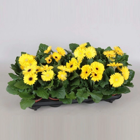 Gerbera, Gerbera Hybriden, Blütenfarbe: gelb