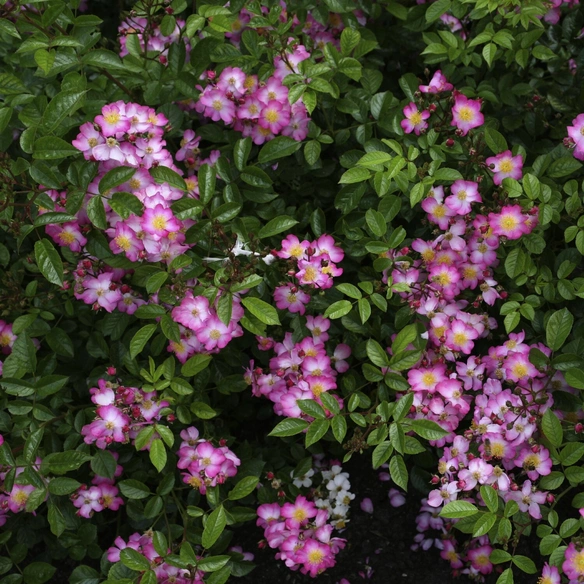 Kleinstrauchrose, Rosa »Juanita®«, Blüten: pink