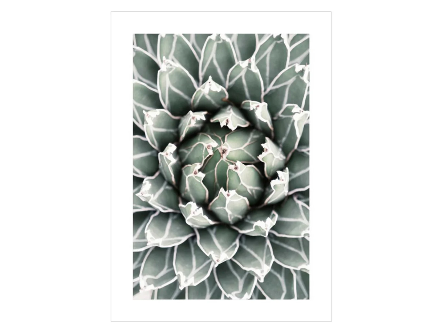 Plakat Sukulent 1 50x70 cm