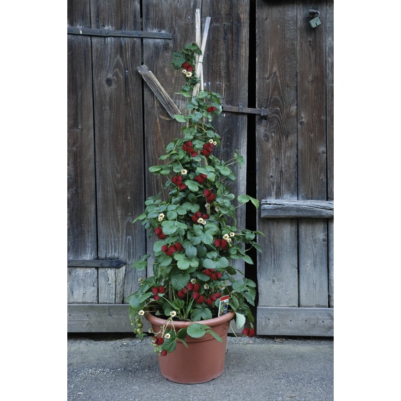 Erdbeere, Fragaria ananassa »Klettertoni«, Blütenfarbe: weiß