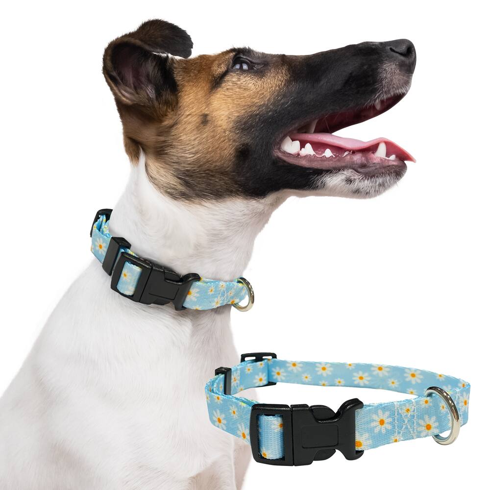 Perri's Cat/Dog Collar, Daisy