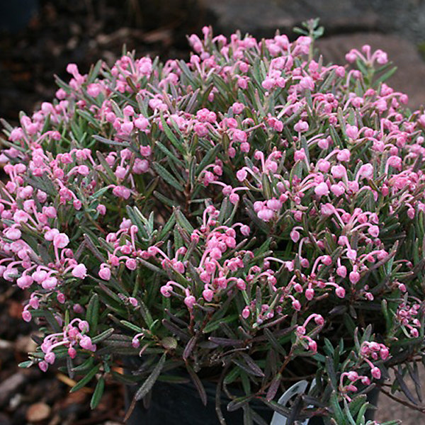 2 x Andromède à feuilles de Podium - Andromeda polifolia 'Blue Ice'- 15-20 cm pot