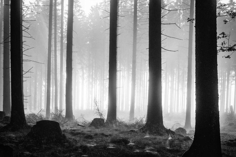 Fototapeta Do Salonu Czarno-biały Las 90x60cm