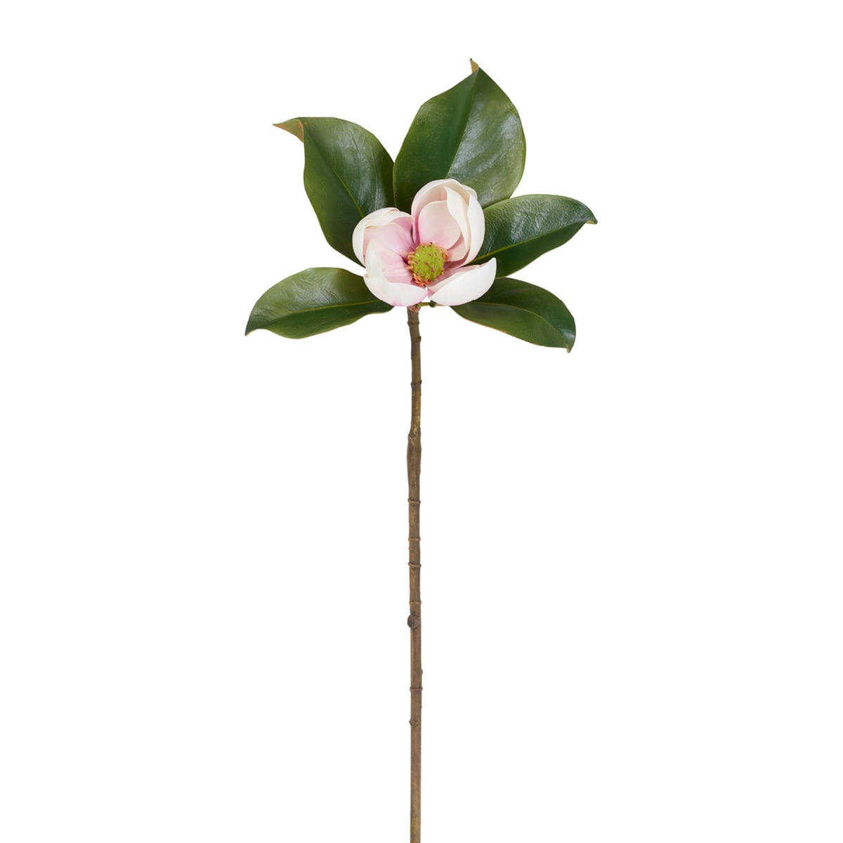 GRANDIFLORA - Magnolia avec feuillage H60cm