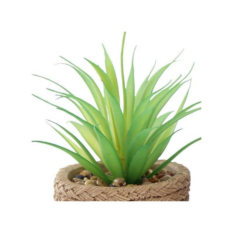 - Plante succulente en pot bicolore 8 x 15 cm (lot de 4)