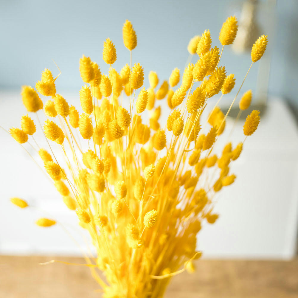 - Botte de fleurs séchées Phalaris jaune