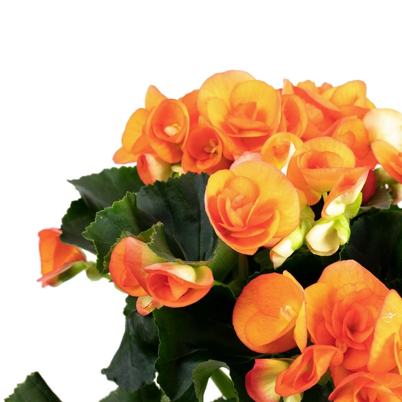 Begonie, Begonia Elatior-Hybriden, Blütenfarbe: orange