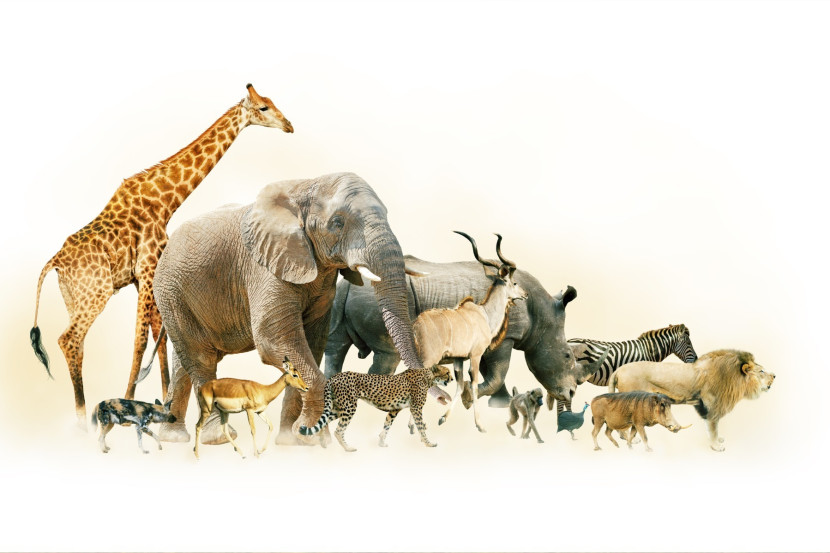 Fototapeta Zwierzęta SŁOŃ Żyrafa Zebra 3D 90x60cm