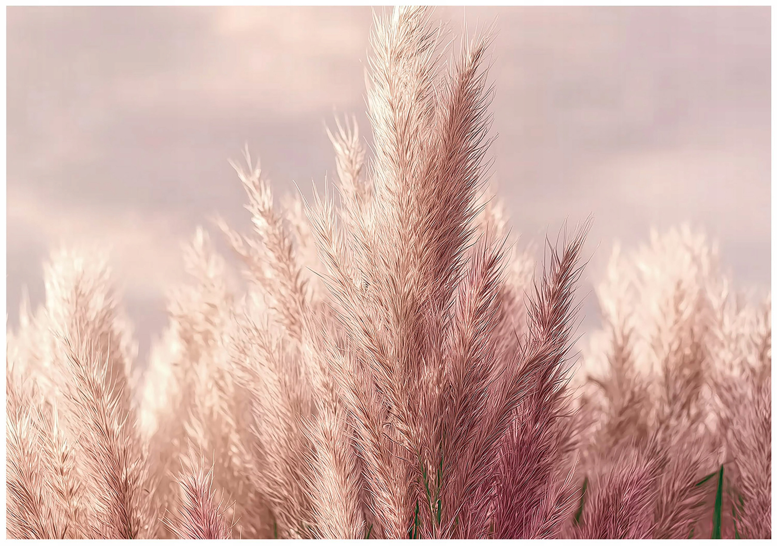 Fototapeta boho trawa pamapsowa natura na ścianę sypialnia salon 250x175