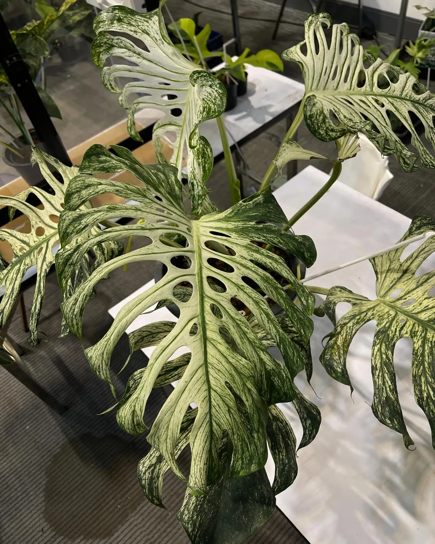 Monstera white devil starter plant **(ALL plants require you to purchase ANY 2 plants!)**