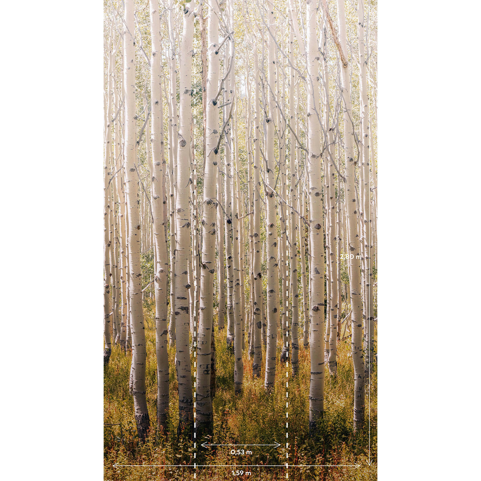 - Papier peint Forêt de bouleaux 159x280cm