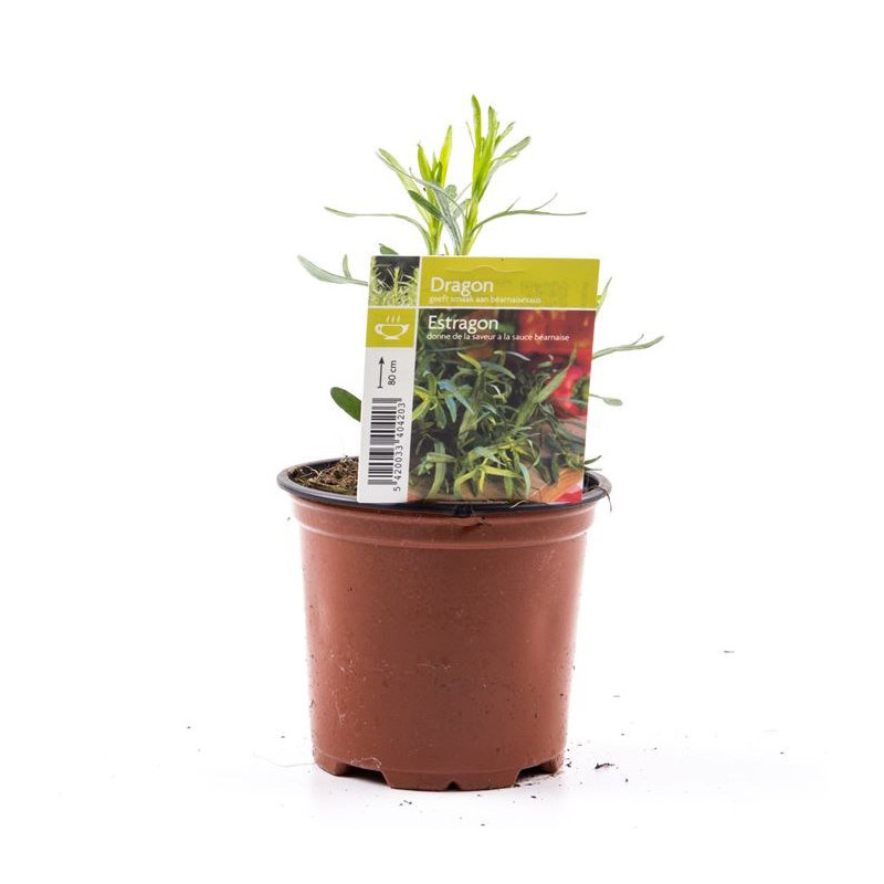 Estragon en pot
