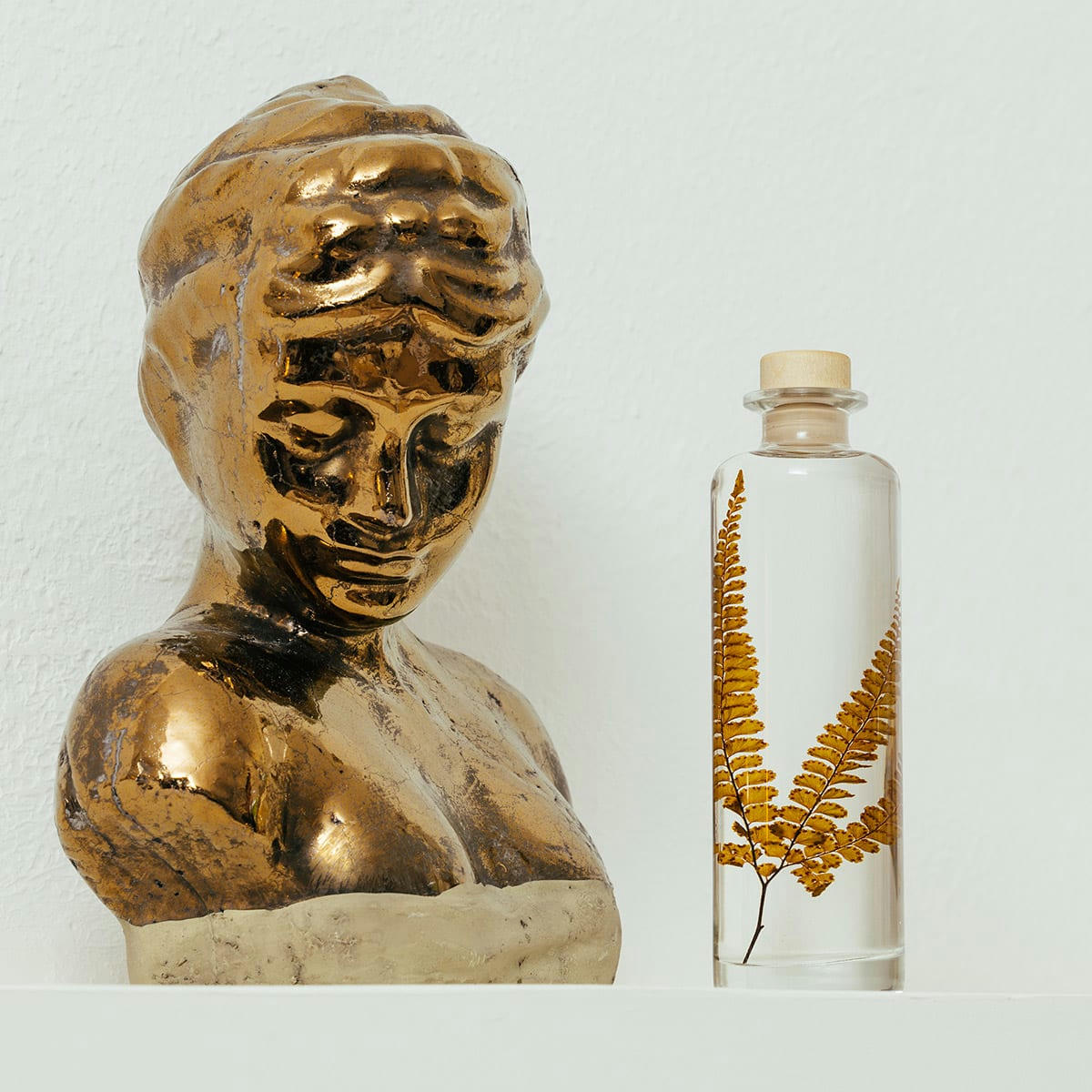 HERBARIUM DE THEOPHILE - Plante immergée Fougère Felci ambre