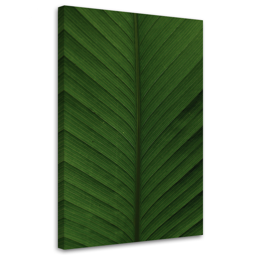 Feeby Obraz na płótnie, Liść bananowca makro 40x60