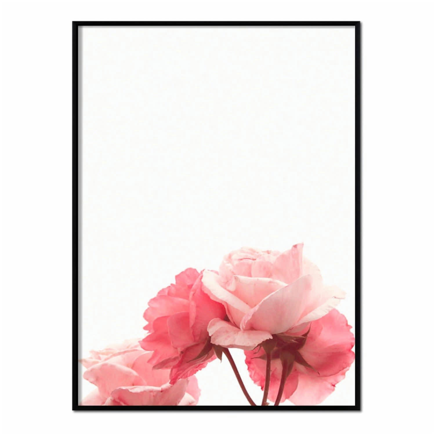 FLORES - Affiche avec cadre noir - Roses - 30x40