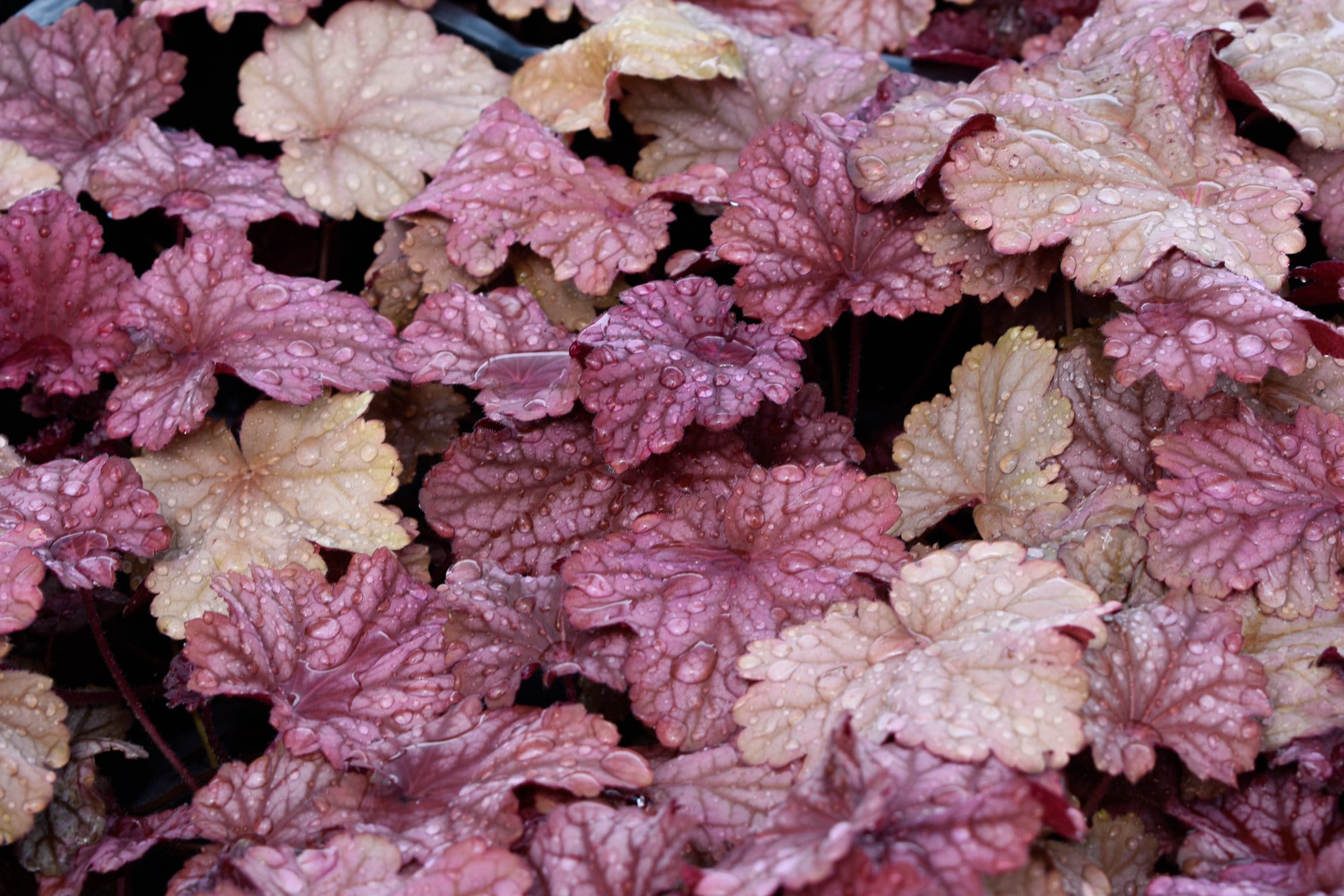 Mixed Heuchera in 3.5 inch pots, you choose amount! We send out whatever is the prettiest at the time of order.