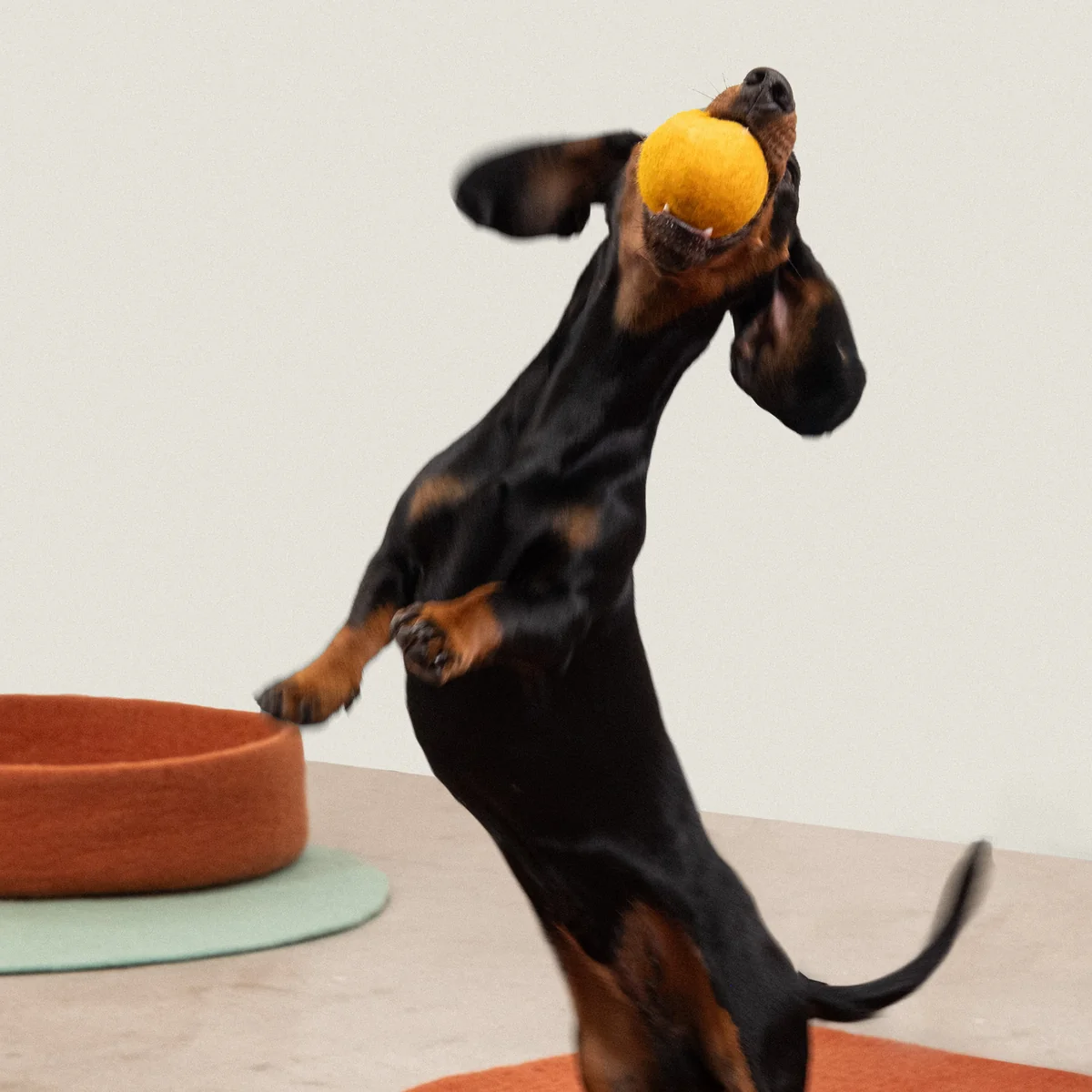 myfelt - Risa & Kuno Hundespielzeug, Ball Set, ockergelb / anthrazit