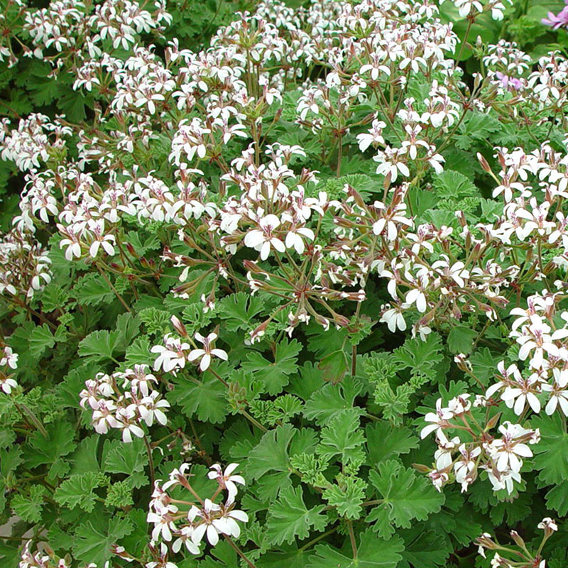 Doftpelargon P. x Fragrans