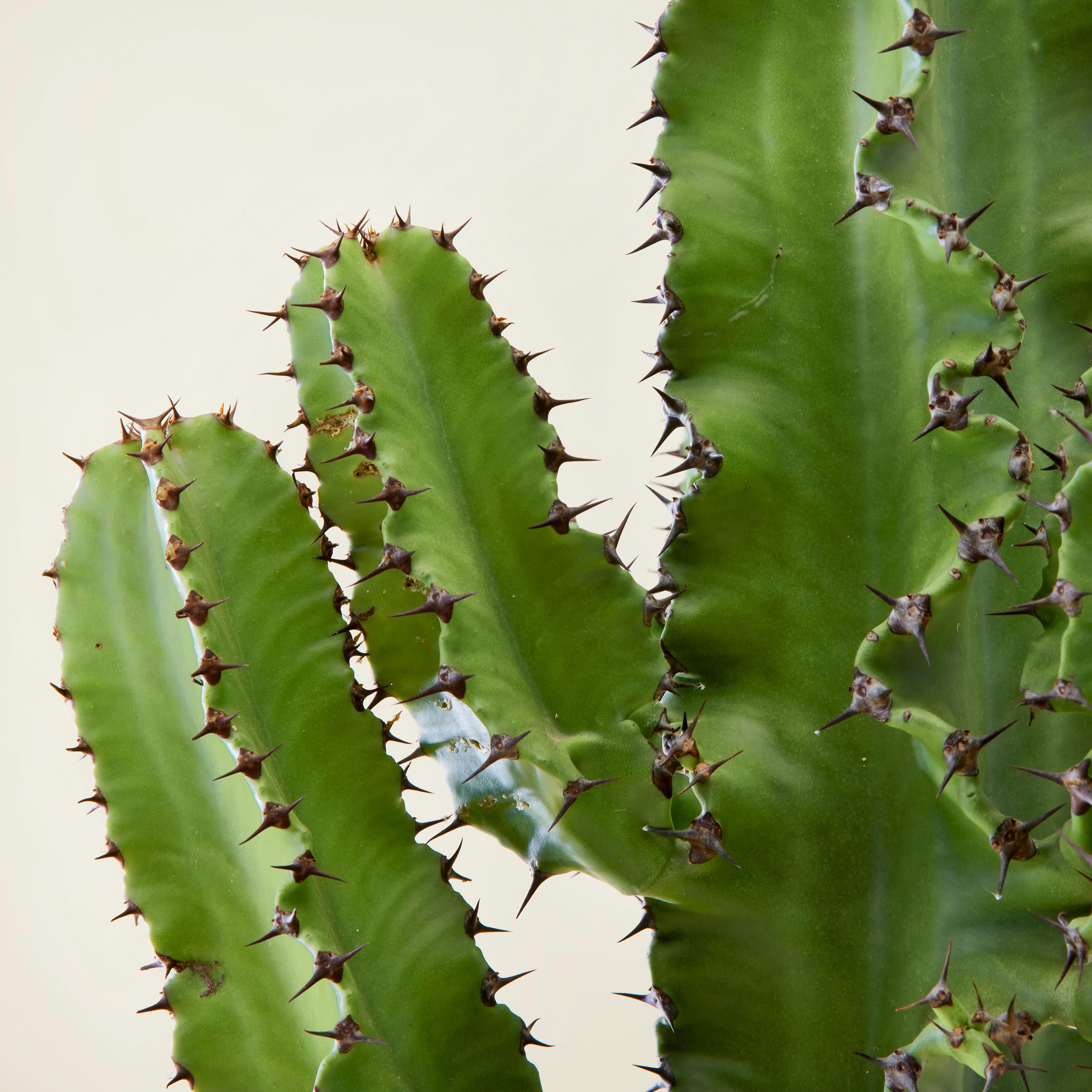 - Plante d'intérieur - Cactus Euphorbe de 80 cm en pot terra