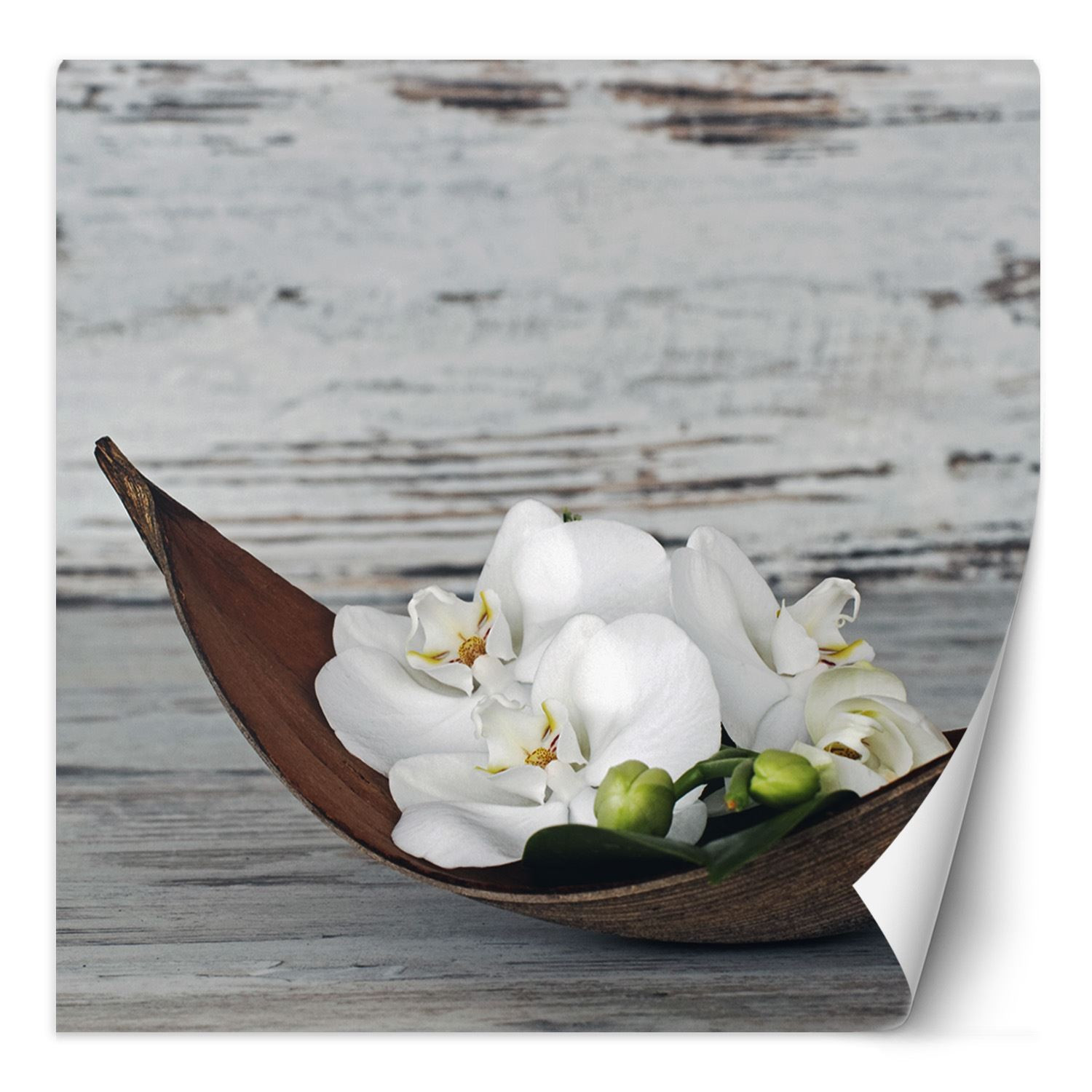 Feeby Fototapeta, Kwiaty białej orchidei na tle starej deski 100x100