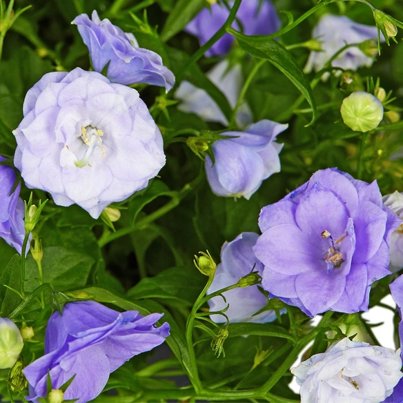 Glockenblume, Campanula haylodgensis »Blue Bali«, Blütenfarbe: blau