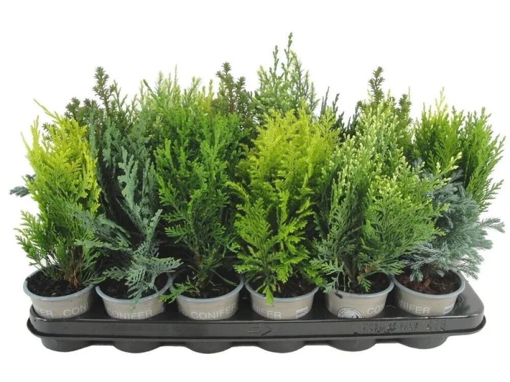 BARVEKST EDELCYPRESS ELLWOODII POTTE 9CM