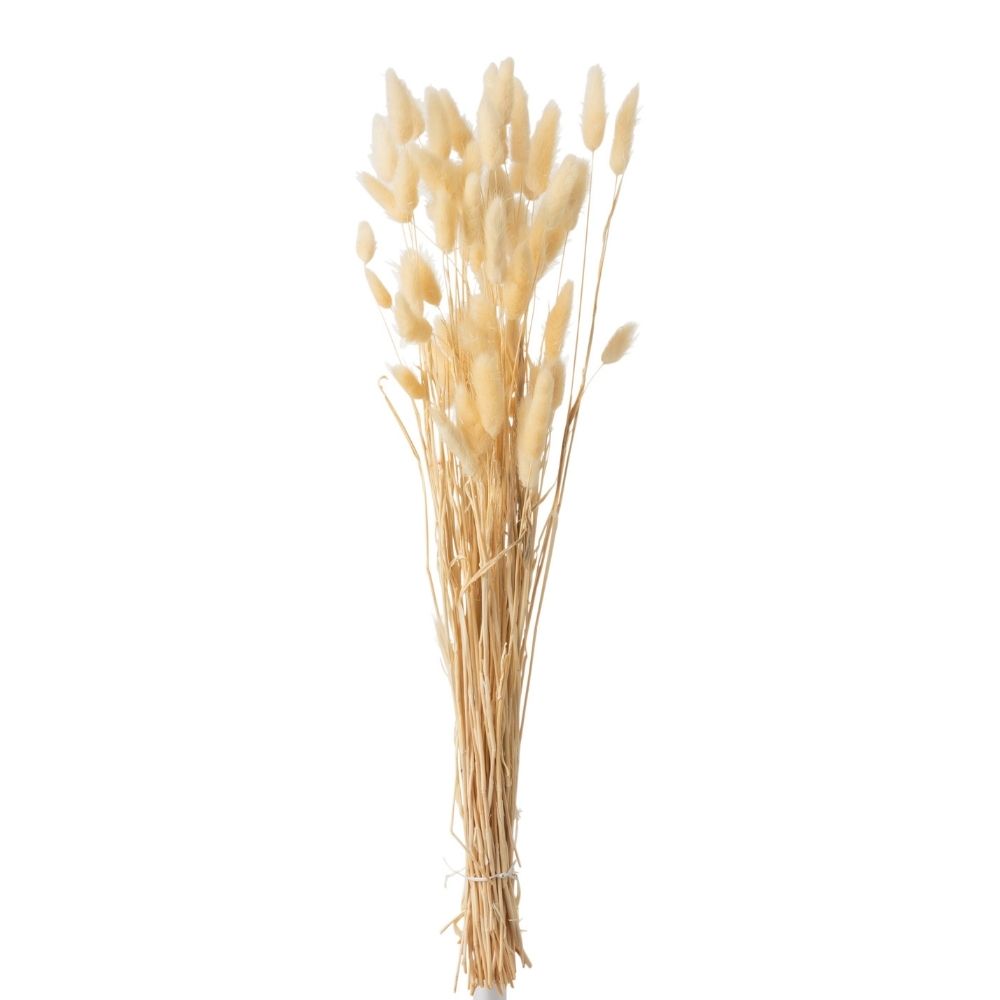 J-Line droogbloemen - Bundel Pluim Hazenstaart Gedroogd - r