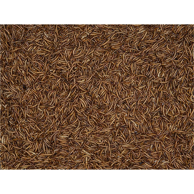 Vers de farine 4,5 kg