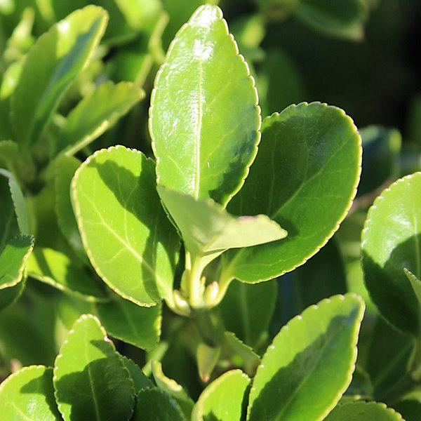 Fusain du Japon - Euonymus japonicus- 60-80 cm pot