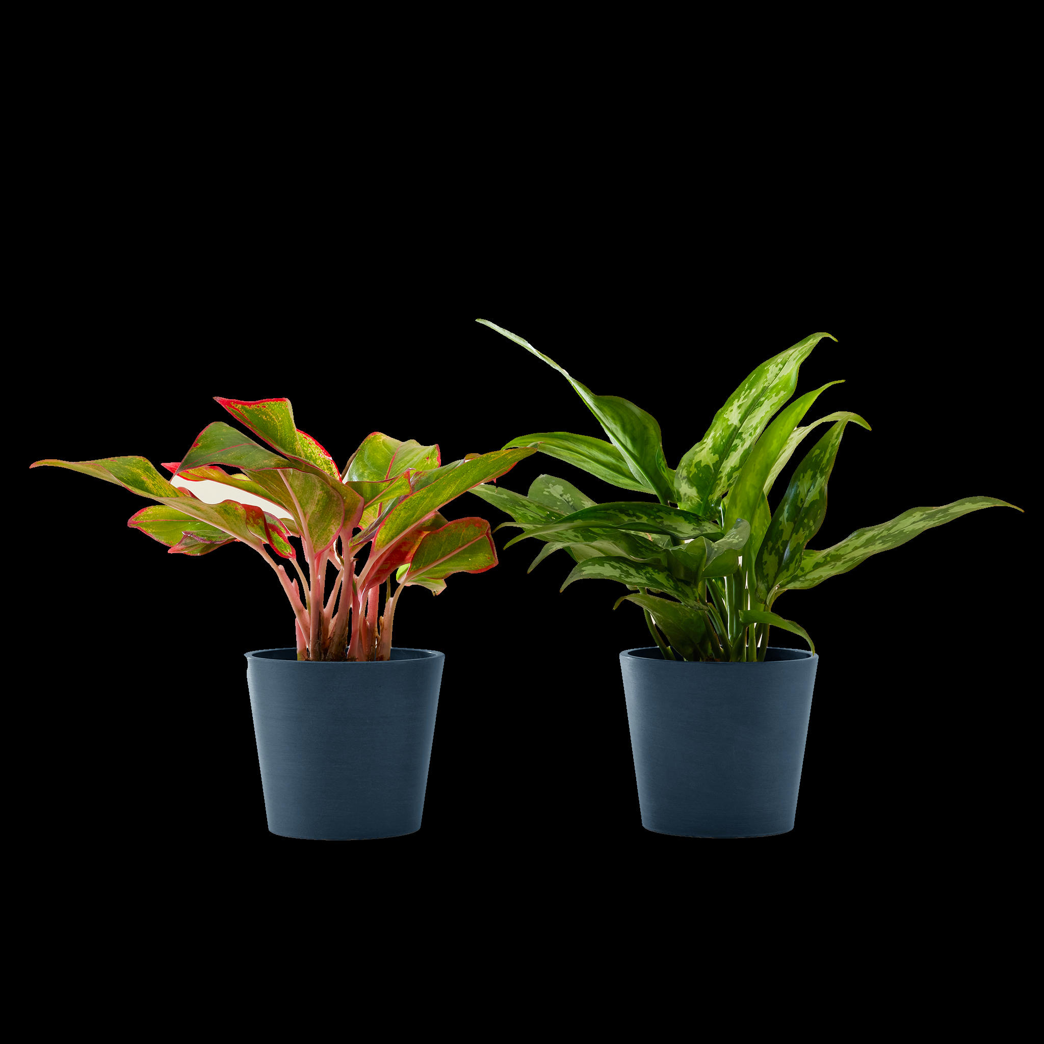 - Plante d'intérieur - Duo d'aglaonema 25 cm en pot bleu nuit