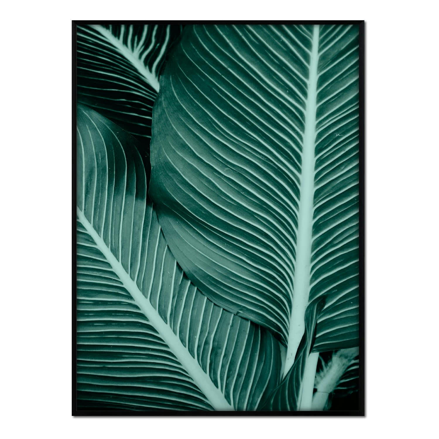 PLANTAS - Affiche avec cadre noir - Plan détail feuille - 50x70