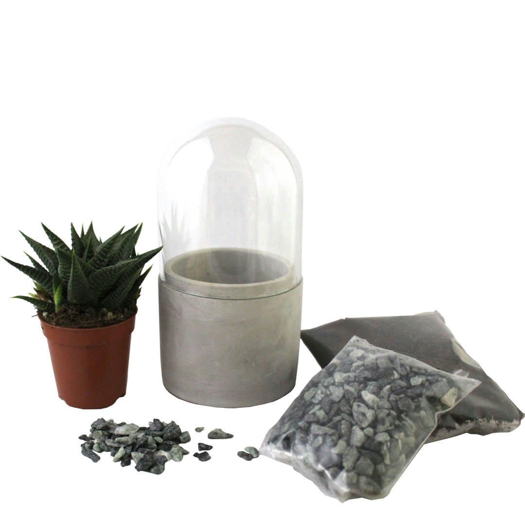 - Mini kit terrarium succulente vert H.16cm