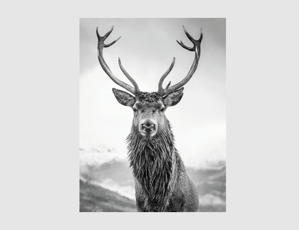 Bild Hirsch Schwarz, Weiß
