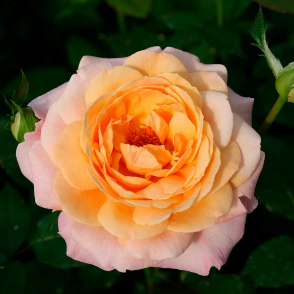 Edelrose, Rosa »Grossherzogin Luise®«, Blüte: apricot, gefüllt