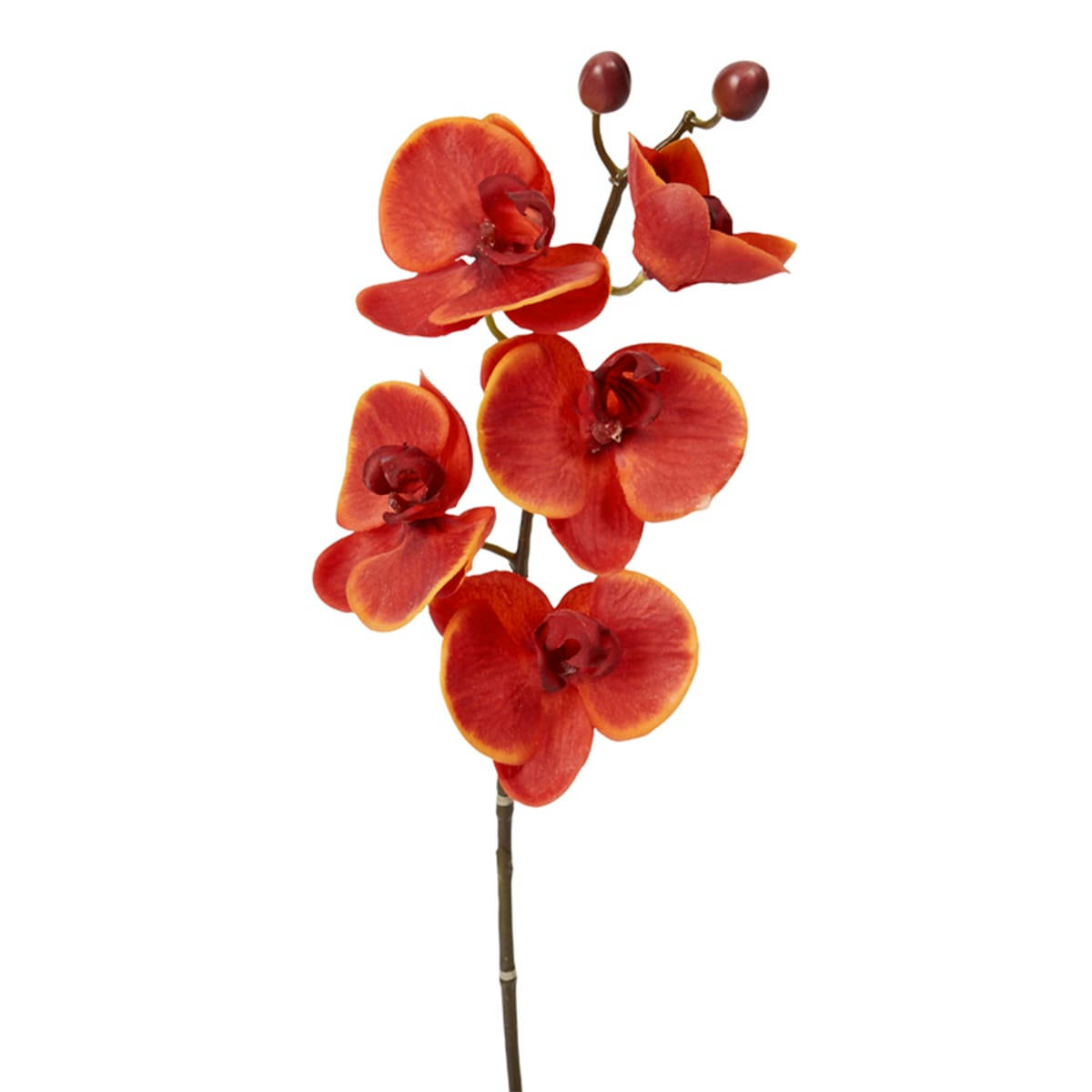 FOREVER - Orchidée Phalaenopsis Forever H47cm