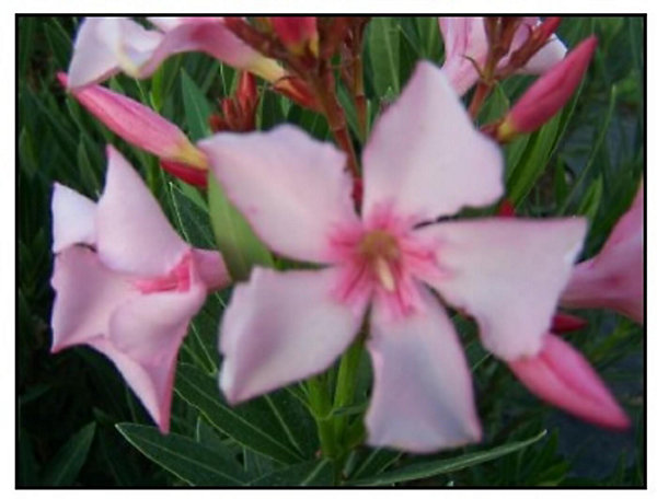 Arbres et plantes - Laurier rose 'villa romaine' - Pot 3 L - H 80 cm - 150cm - Rose - Extérieur