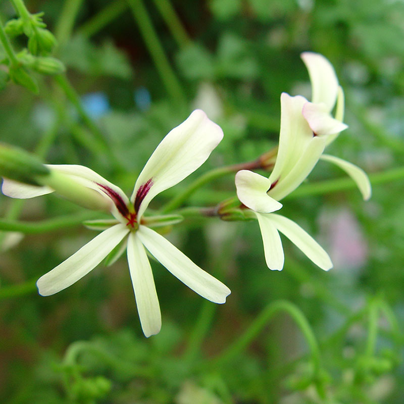 Vildpelargon P. trifidum