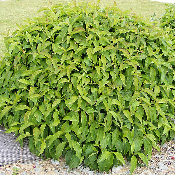 2 x Cornouiller Canadien 'Kelseyi' - Cornus sericea 'Kelseyi'- 15-20 cm pot