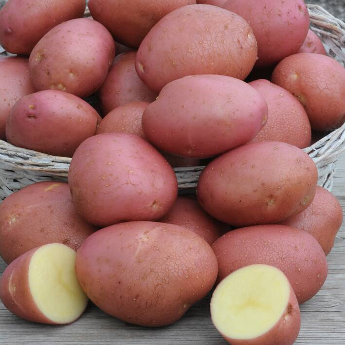 Bulbs Are Easy, Norland Seed Potato, Ready to Plant for your Home Garden